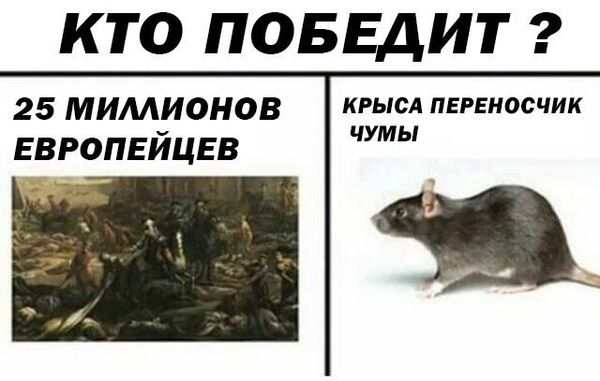 Уничтожение крыс в Прокопьевске, цены, стоимость, методы