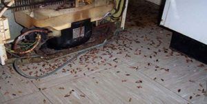 Поморить тараканов в квартире в Прокопьевске, цены