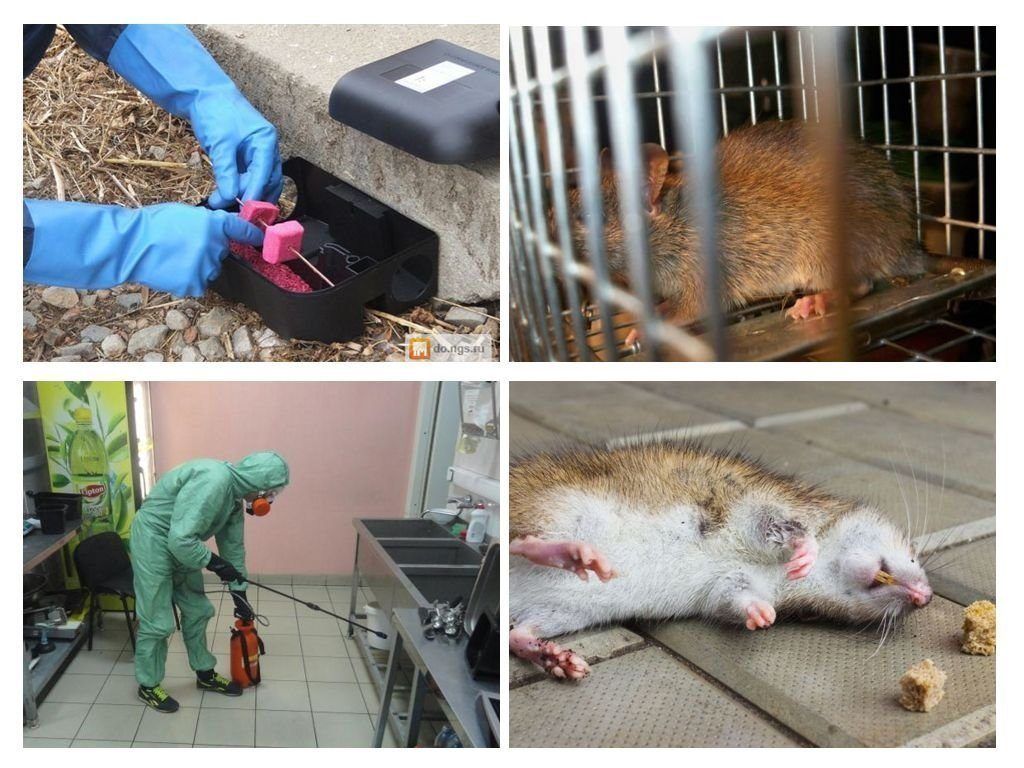 Дератизация от грызунов от крыс и мышей в Прокопьевске