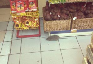 Дезинфекция от грызунов, крыс и мышей в Прокопьевске