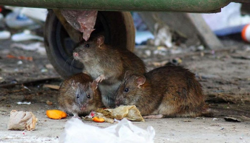 Травить грызунов крыс и мышей в Прокопьевске