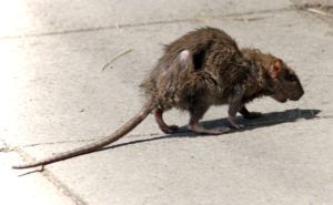 Фирма по уничтожению грызунов, крыс и мышей в Прокопьевске