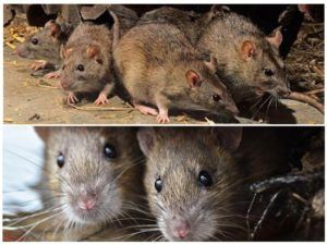Травить грызунов крыс и мышей в Прокопьевске