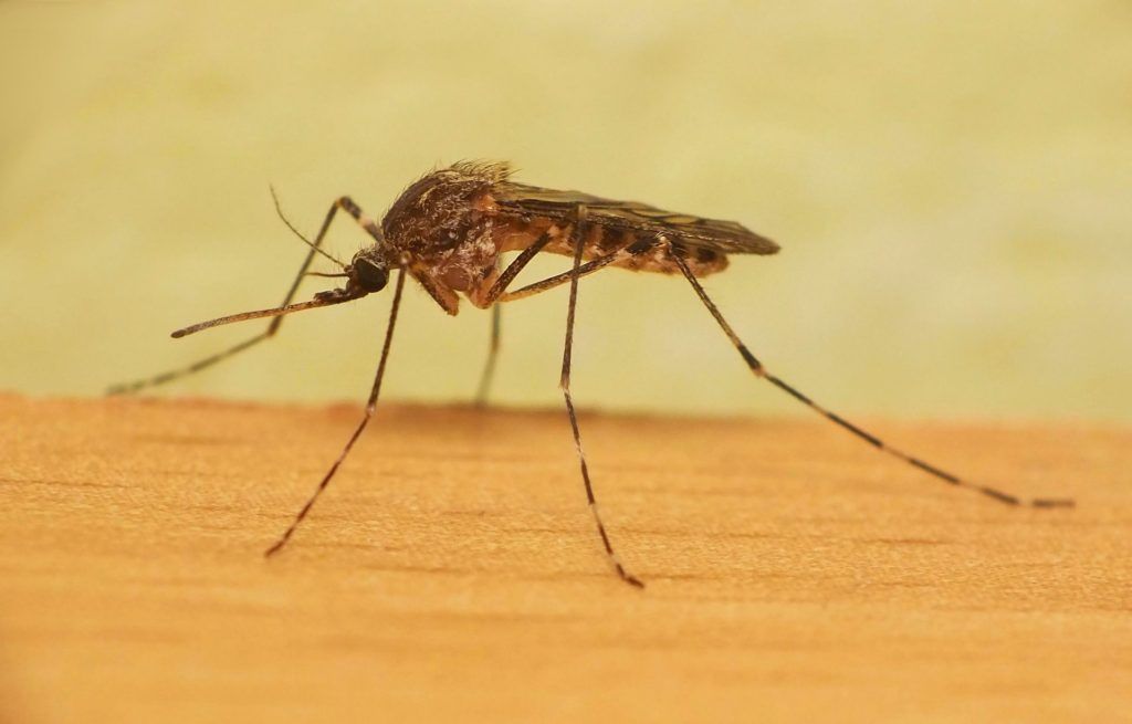 Уничтожение комаров в Прокопьевске