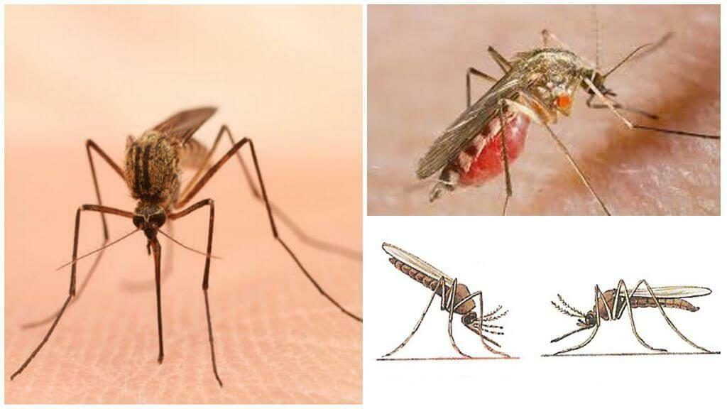 Уничтожение комаров в Прокопьевске