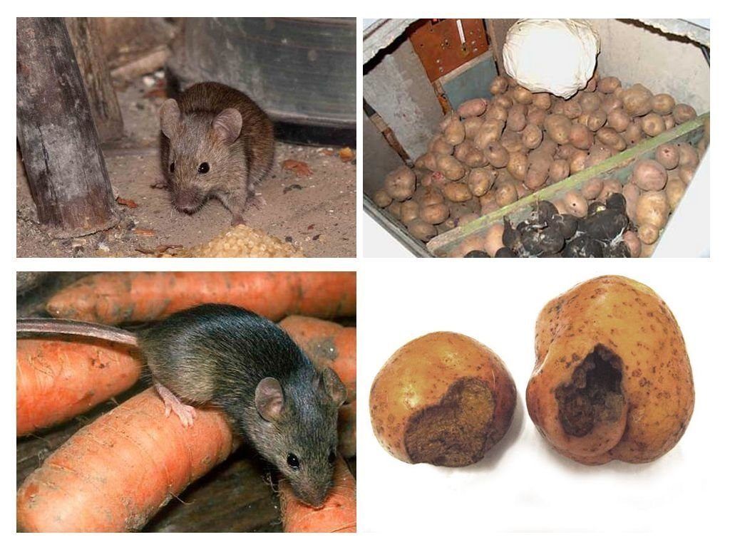 Обработка от грызунов крыс и мышей в Прокопьевске