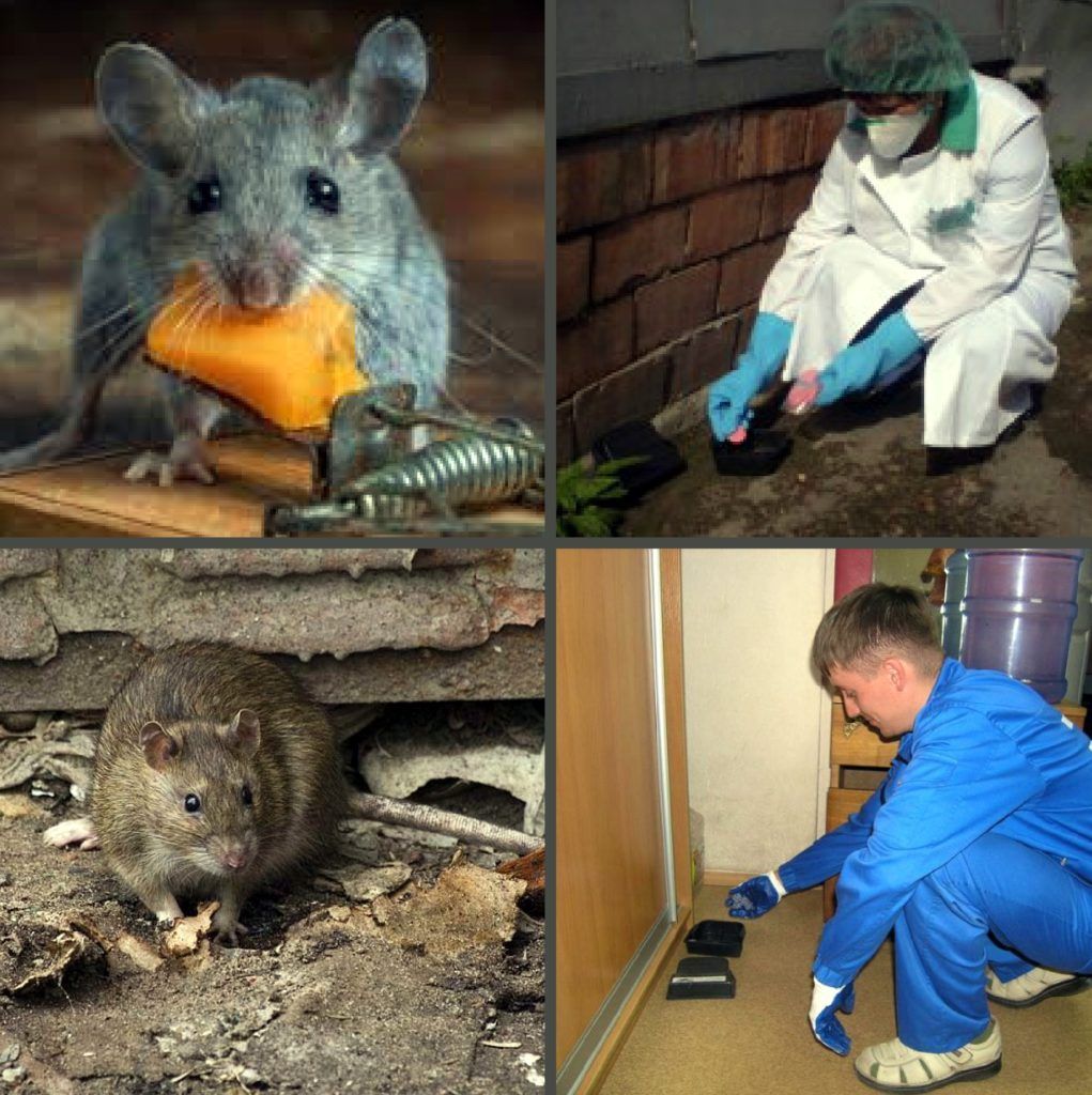Дезинфекция от грызунов, крыс и мышей в Прокопьевске