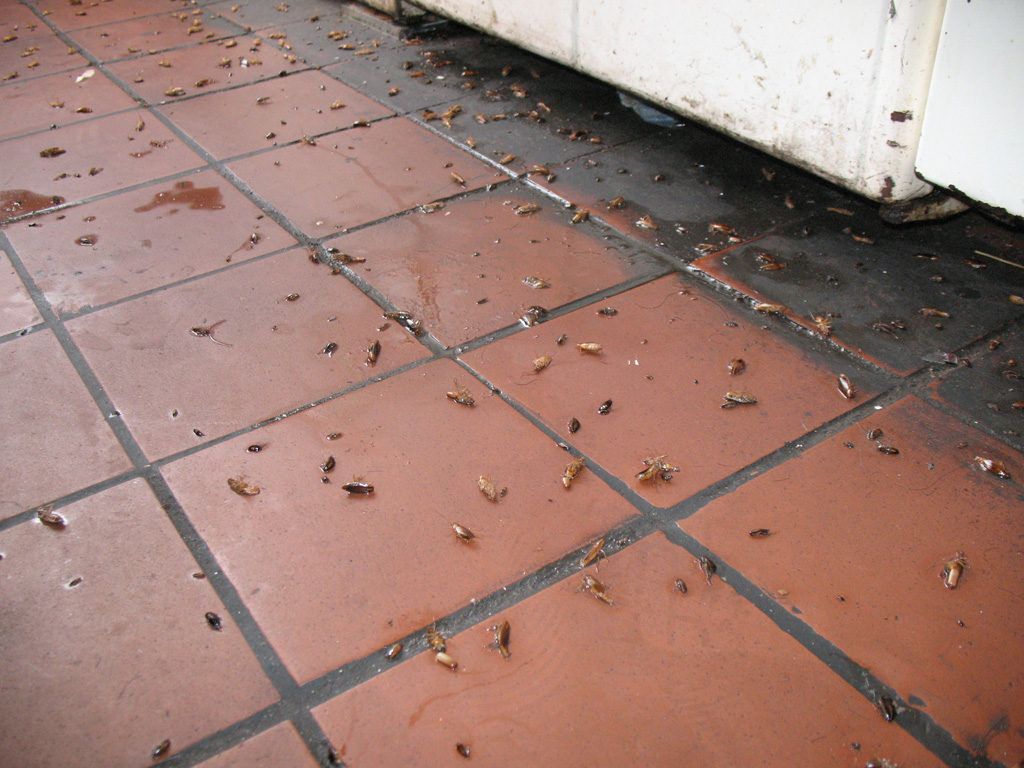 Уничтожение тараканов в квартире в Прокопьевске 
