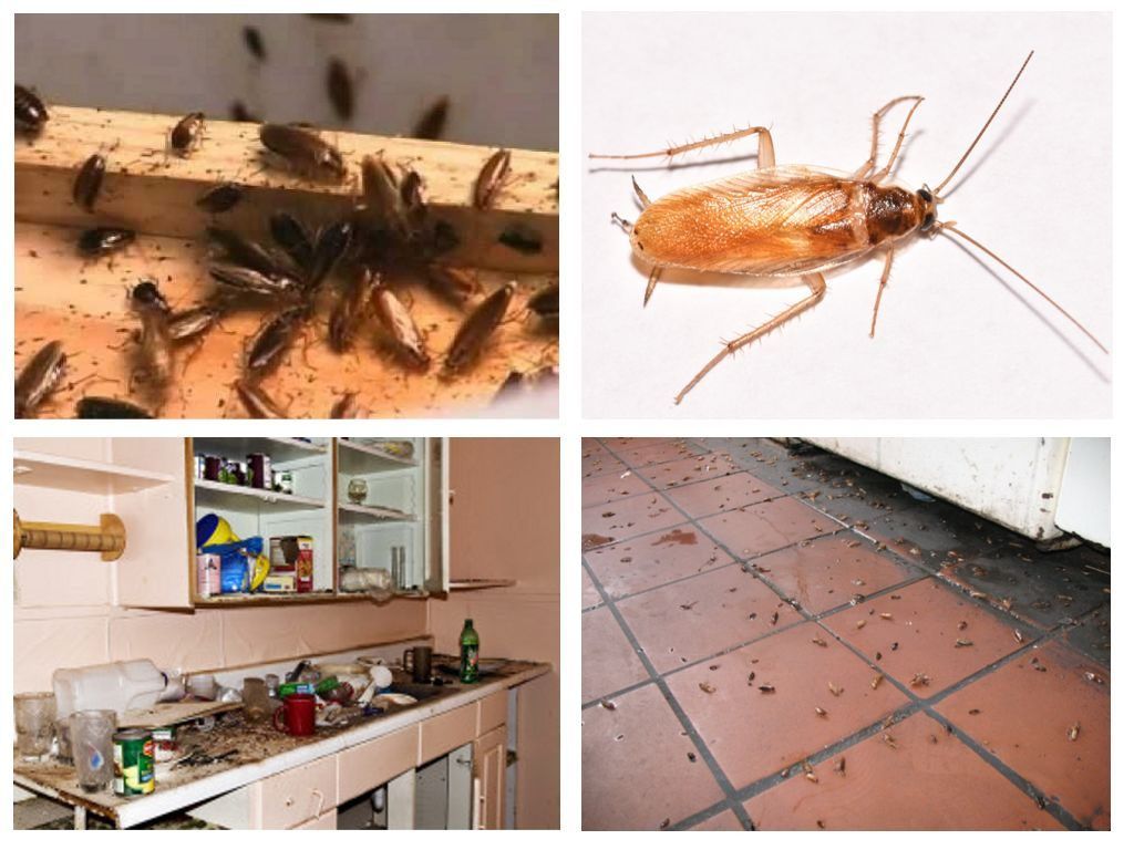 Морить тараканов в квартире в Прокопьевске, цены