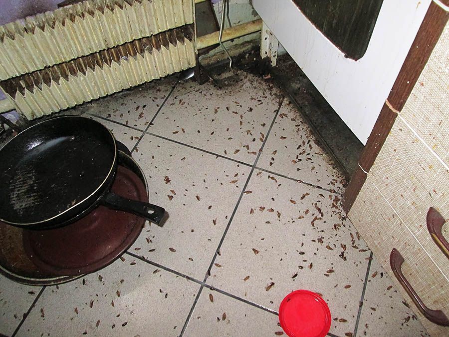 Санэпидемстанция от тараканов в Прокопьевске, вызвать, цены